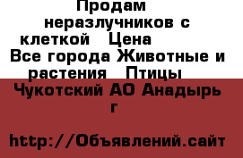 Продам 2 неразлучников с клеткой › Цена ­ 2 500 - Все города Животные и растения » Птицы   . Чукотский АО,Анадырь г.